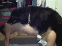 Skinny doxy acquires a ride from her dog